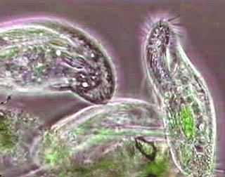 Protozoa Protozoa Sacramento Splash