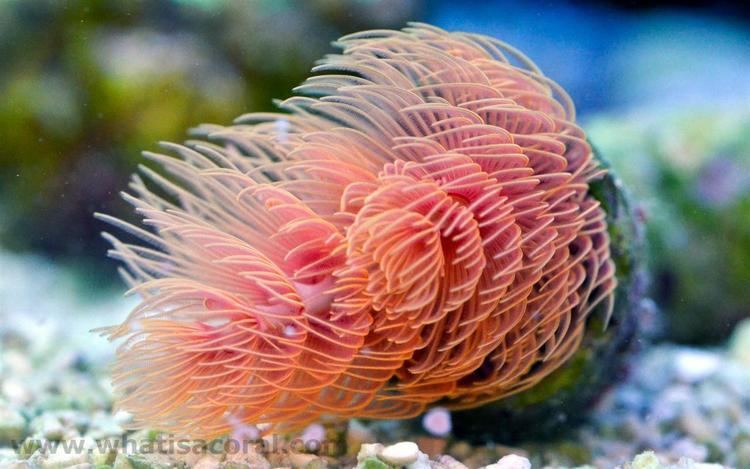 Protula What is a coral Protula bispiralis Tube Worm Feather Duster Worm