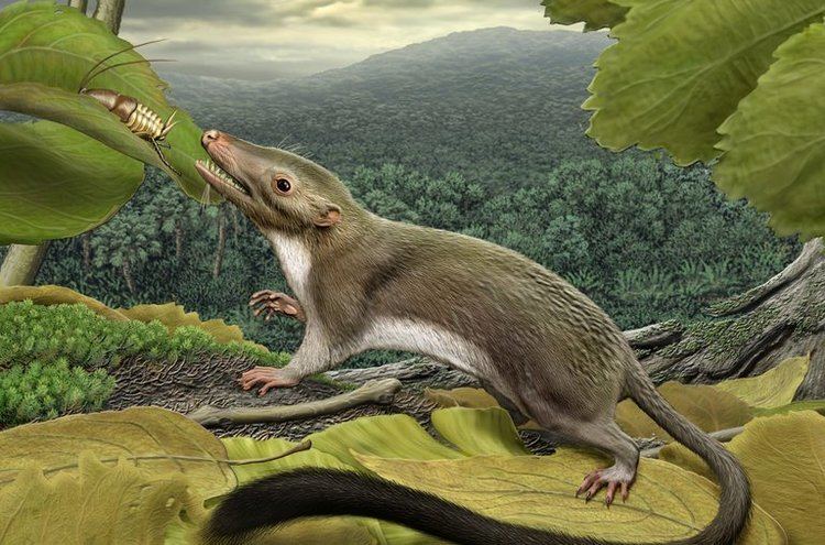 Protungulatum Common Ancestor of Placental Mammals Plucked From Obscurity The