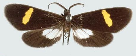 Proutiella tegyra