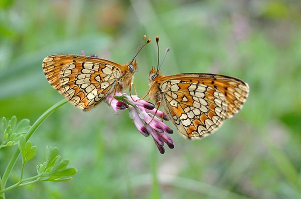 Provençal fritillary British Butterflies A Photographic Guide by Steven Cheshire