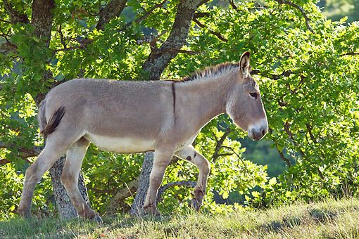 Provence Donkey provence Animal Stock Photos Kimballstock