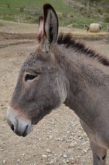 Provence Donkey httpsuploadwikimediaorgwikipediacommonsthu