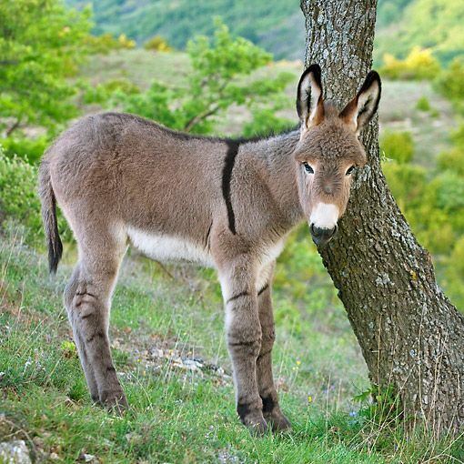 Provence Donkey Provence Donkey Animals Pinterest Donkeys Provence and Animals
