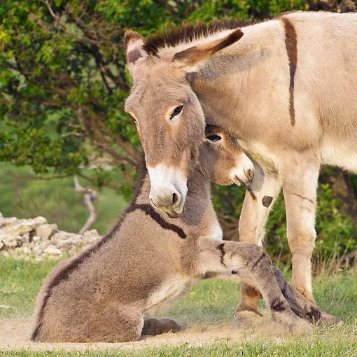 Provence Donkey Provence Donkey with foal Equus Africanus Asinus Pinterest