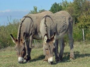 Provence Donkey Provence Donkey