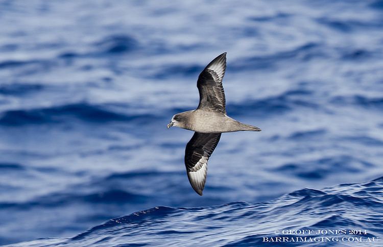 Providence petrel Providence Petrel Pterodroma solandri Barraimaging