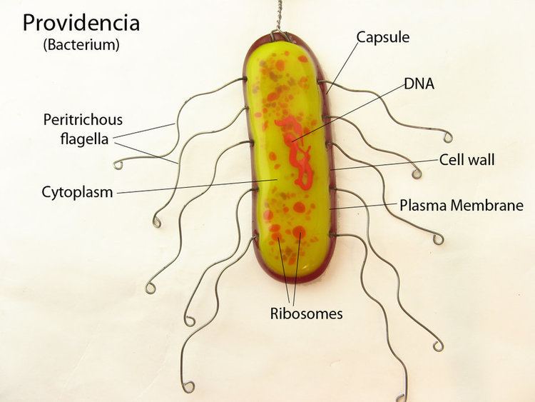 Providencia (bacterium) Providencia Bacteria Pendants by trilobiteglassworks on DeviantArt