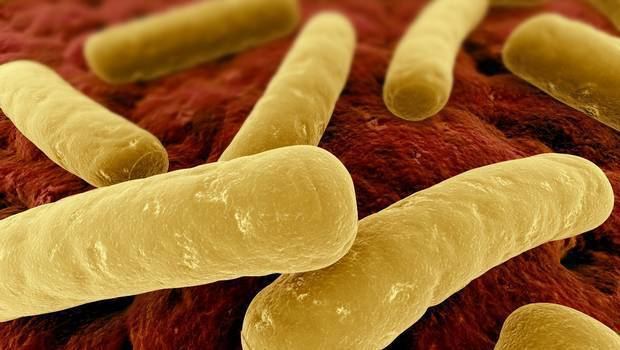 Providencia (bacterium) Brote de bacteria obliga a aislar un piso de hospital San Borja