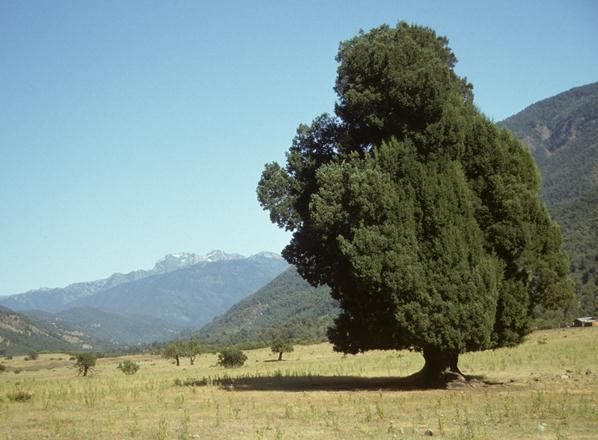 Prumnopitys andina Prumnopitys andina Threatened Conifers of the World