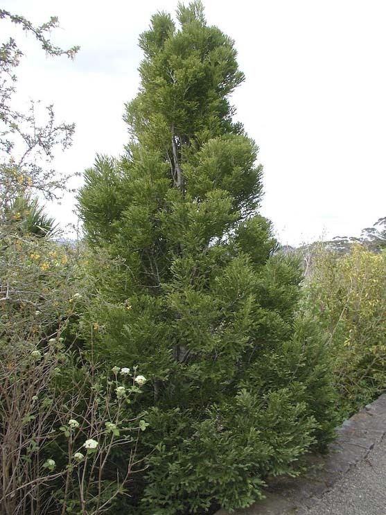 Prumnopitys Prumnopitys ladei Mount Spurgeon black pine description