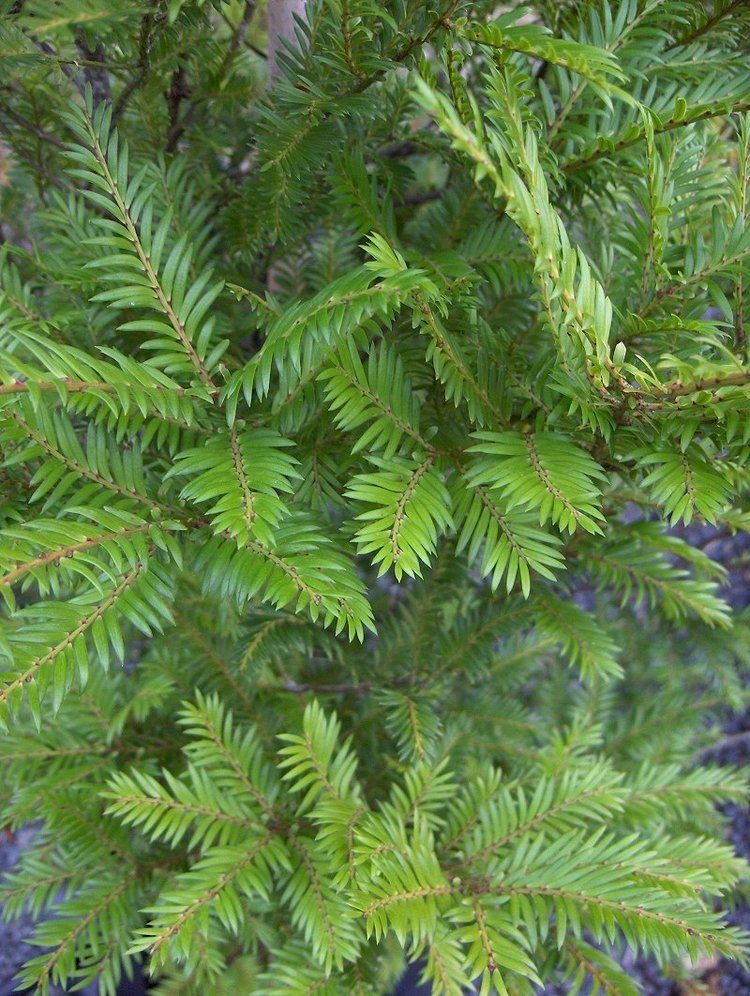 Prumnopitys ferruginea Prumnopitys ferruginea brown pine miro New Zealand Native