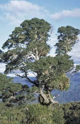 Prumnopitys ferruginea Prumnopitys ferruginea New Zealand Plant Conservation Network