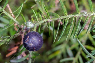 Prumnopitys taxifolia Prumnopitys taxifolia New Zealand Plant Conservation Network