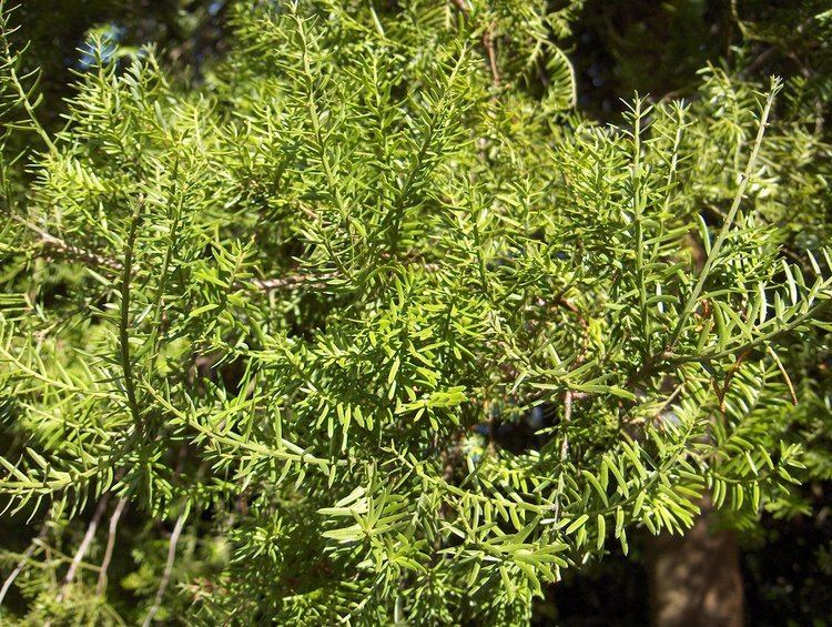 Prumnopitys taxifolia Prumnopitys taxifolia photos