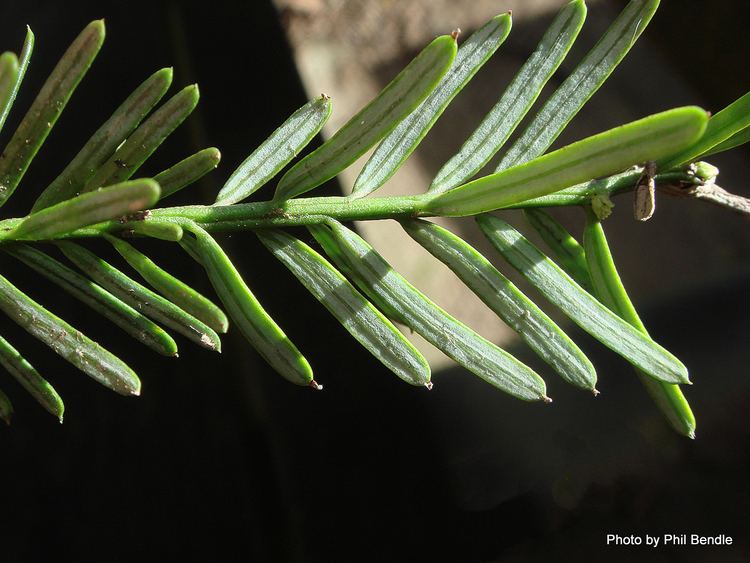 Prumnopitys taxifolia ketenewplymouthpeoplesnetworknzinfoimagefiles