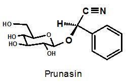 Prunasin Chemistry of Convolvulaceae Convolvulaceae Unlimited