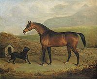 Prunella (horse) httpsuploadwikimediaorgwikipediacommonsthu