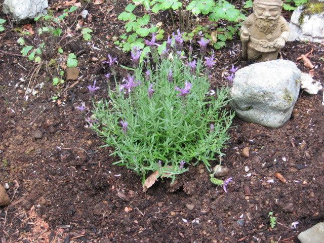 Prunella (plant) Prunella How to grow and care for Self Heal Plants Garden Helper