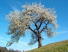 Prunus Prunus Wikipedia
