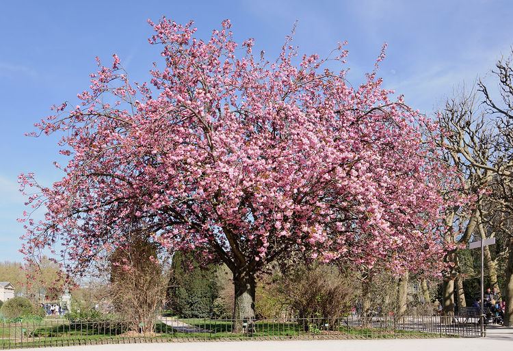 Prunus Prunus serrulata Wikipedia