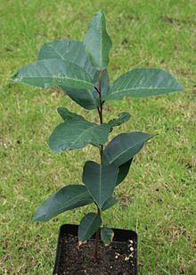 Prunus africana httpsuploadwikimediaorgwikipediacommonsthu
