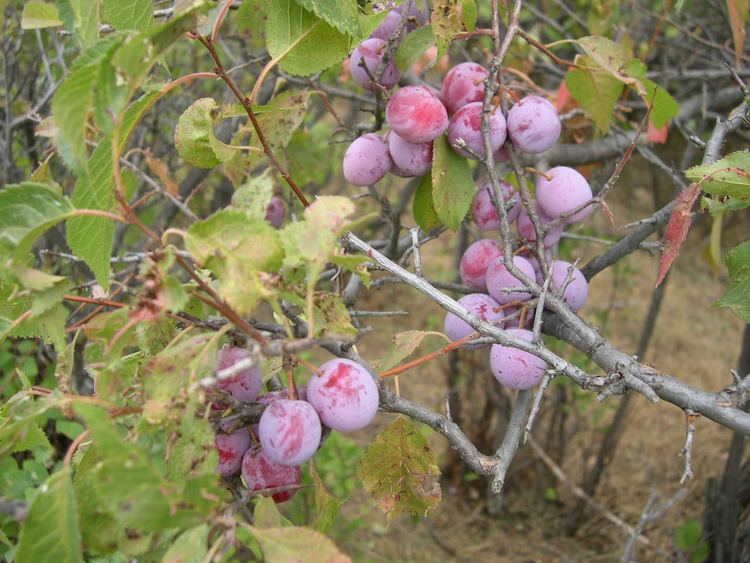 Prunus americana American Wild Plum Prunus americana Great Plains Nursery