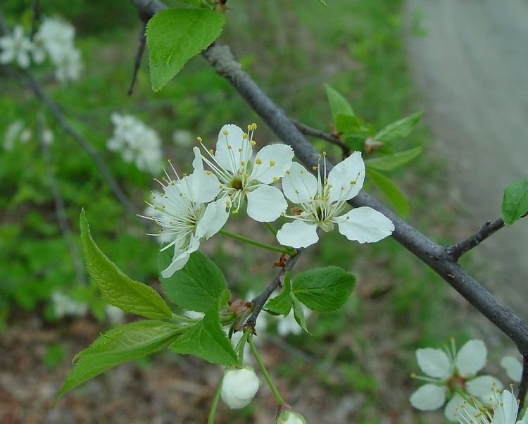 Prunus americana Prunus americana American plum Go Botany