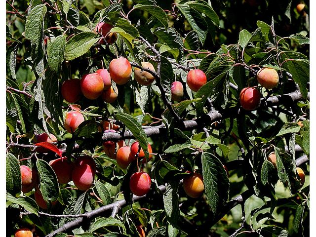 Prunus americana Prunus americana American plum NPIN