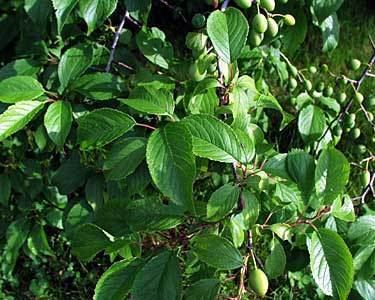 Prunus americana Trees of Wisconsin Prunus americana wild plum