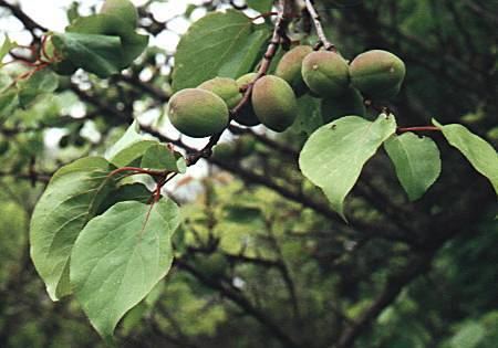 Prunus armeniaca Prunus armeniaca Apricot Armeniaca vulgaris