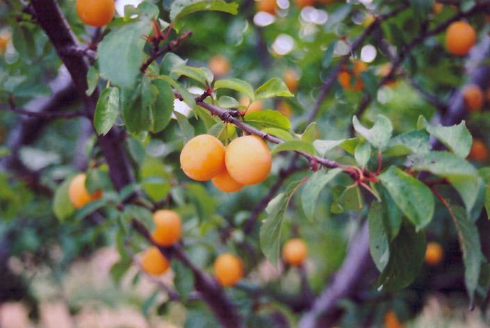 Prunus armeniaca - Wikipedia