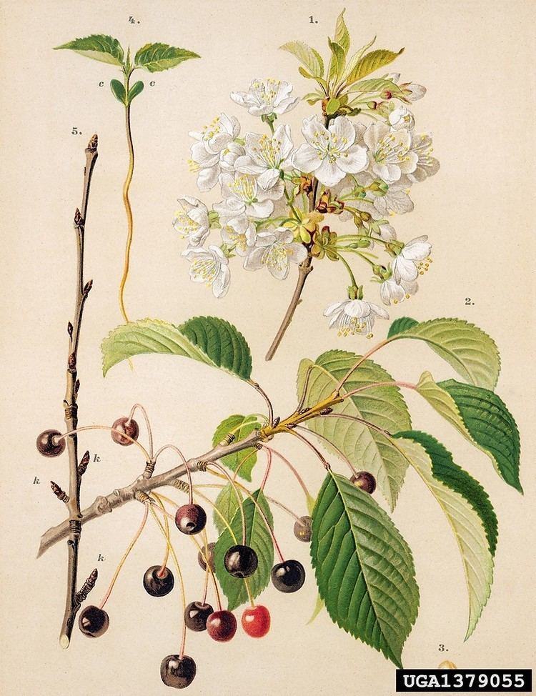 Prunus avium Prunus avium sweet cherry Go Botany