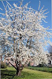 Prunus avium httpsuploadwikimediaorgwikipediacommonsthu