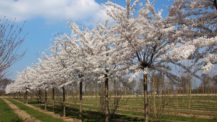 Prunus Prunus x yedoensis TreeEbb Online treefinding tool Ebben