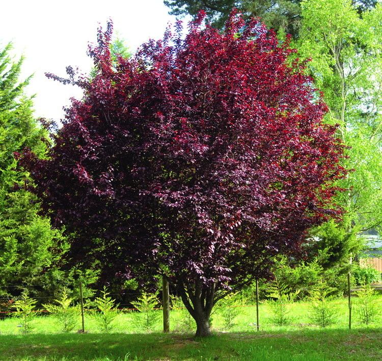 Prunus Rosaceae Prunus cerasifera 39pissardii39 Purple leaf plum Botanical