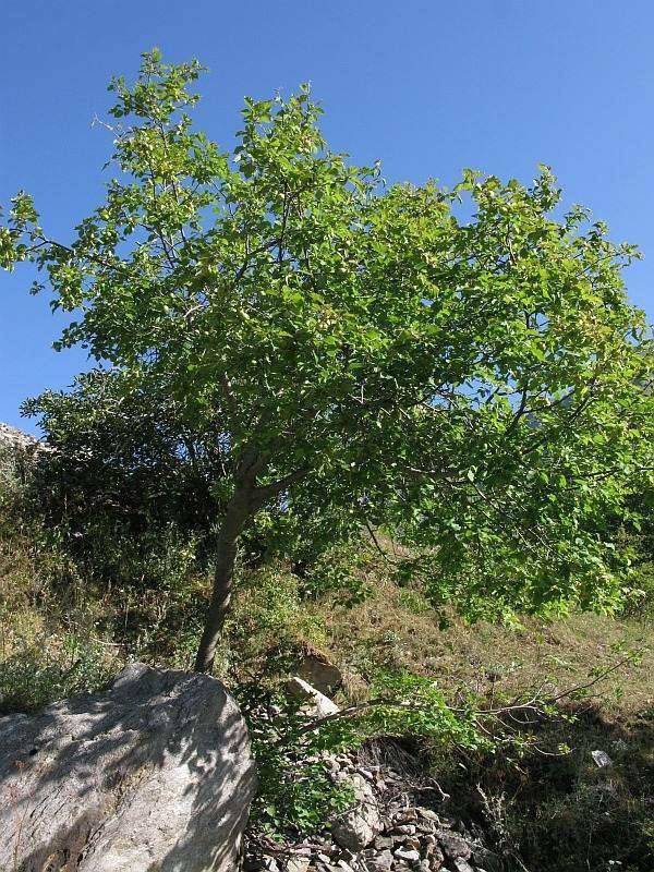 Prunus brigantina luirigaltervistaorgcpmalbumsbot044002prunu