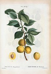 Prunus brigantina Prunus brigantina Wikipedia