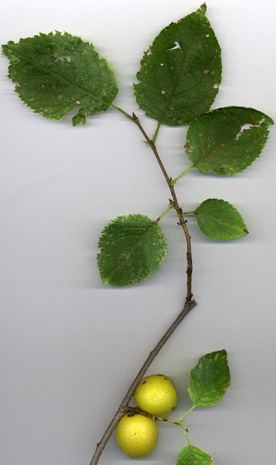 Prunus brigantina Plant of the Month