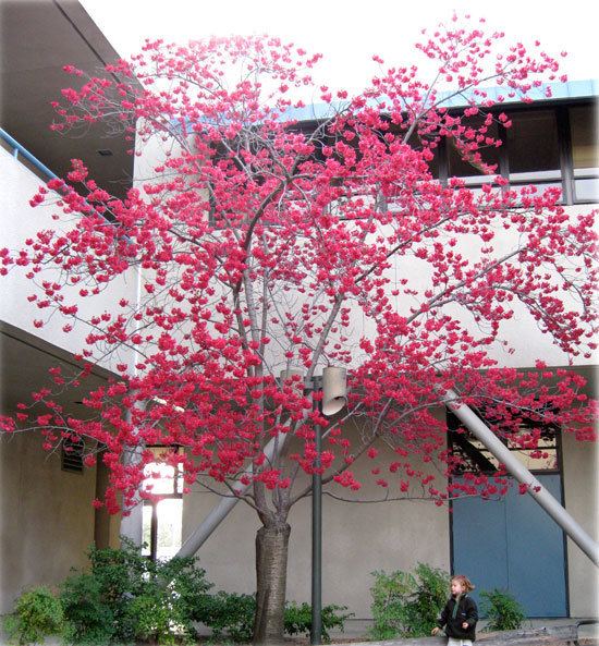 Prunus campanulata UFEI SelecTree A Tree Selection Guide