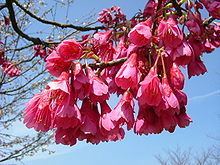 Prunus campanulata httpsuploadwikimediaorgwikipediacommonsthu