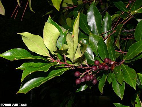 Prunus caroliniana Carolina Laurelcherry Prunus caroliniana