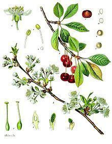 Prunus cerasus httpsuploadwikimediaorgwikipediacommonsthu