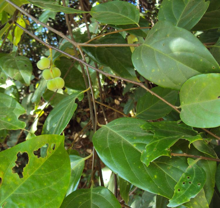 Prunus ceylanica httpsuploadwikimediaorgwikipediacommonsaa