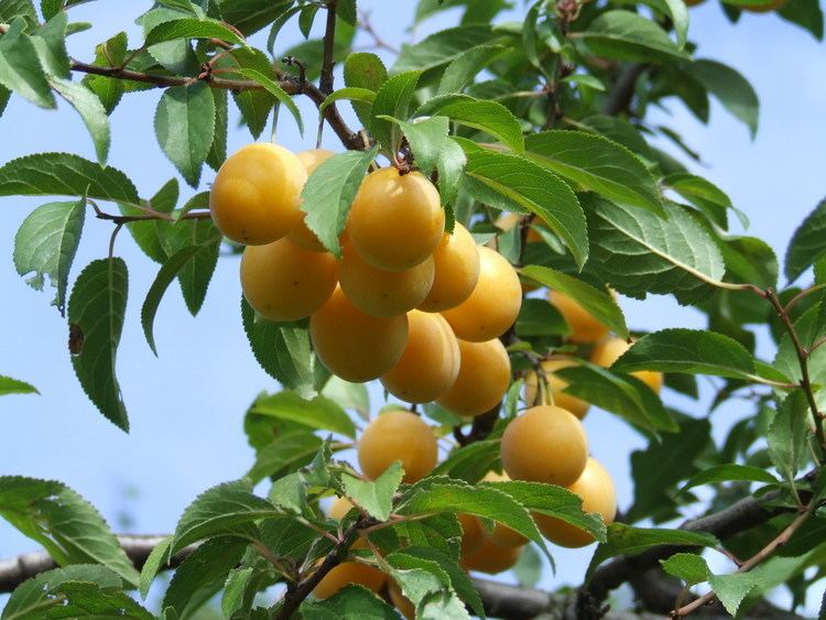 Prunus domestica FilePrunus domesticaJPG Wikimedia Commons