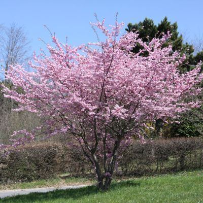 Prunus 10 ideas about Prunus on Pinterest Cherry tree Trees and Old trees