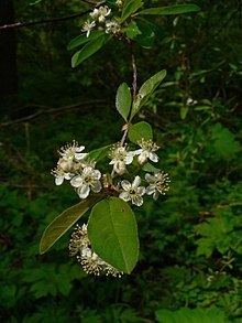 Prunus emarginata Prunus emarginata Wikipedia