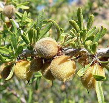 Prunus fasciculata httpsuploadwikimediaorgwikipediacommonsthu