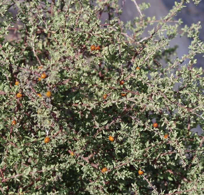 Prunus fasciculata Prunus fasciculata Desert Almond