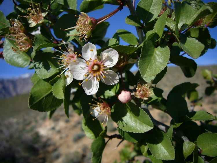 Prunus fremontii httpsuploadwikimediaorgwikipediacommonsbb